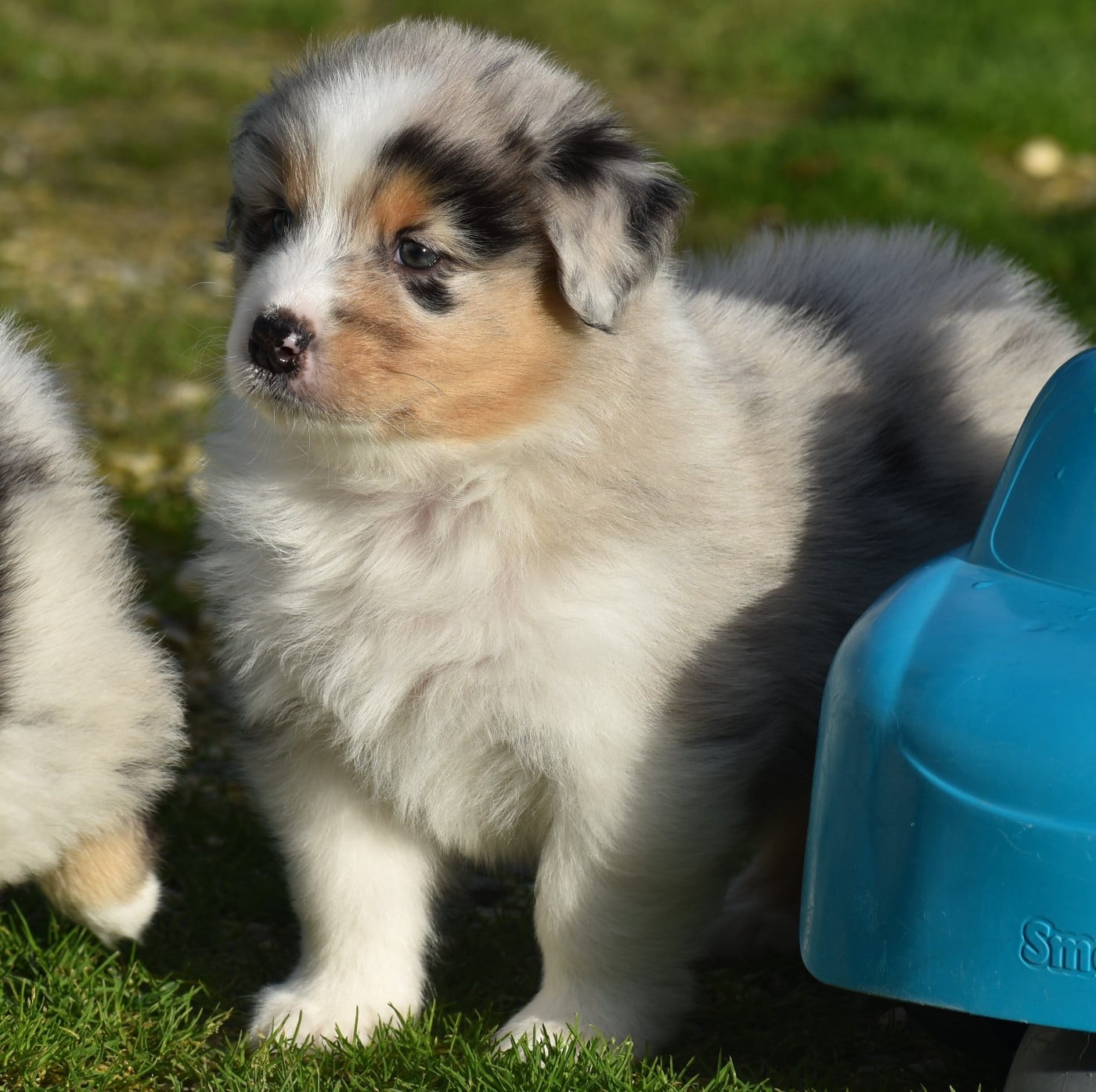 A LIGHT FROM ICE FOR MARLEY