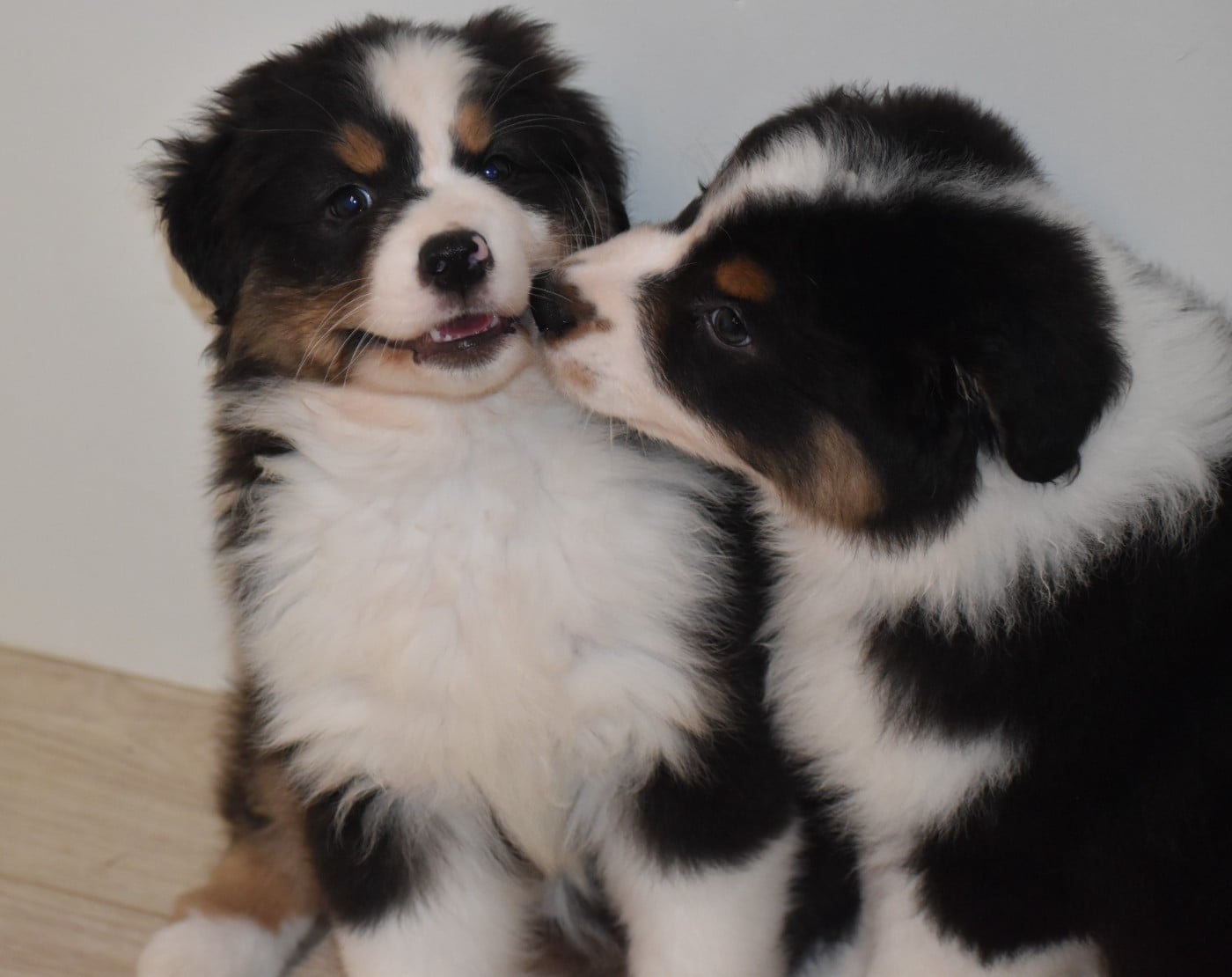 Berger Australien - Of Black Pearl Spirit