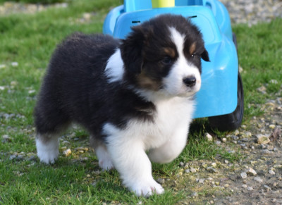 Les chiots de Berger Australien