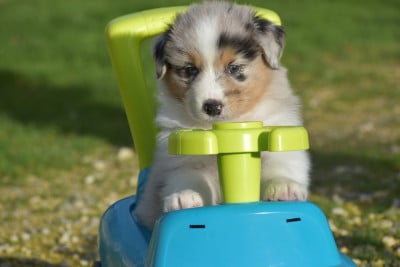 Les chiots de Berger Australien
