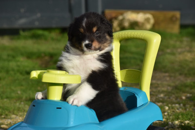 Les chiots de Berger Australien