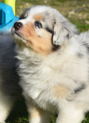Les chiots de Berger Australien