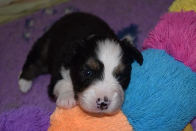 Les chiots de Berger Australien