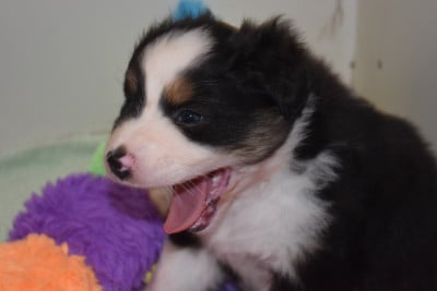 Les chiots de Berger Australien