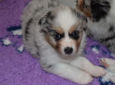 Les chiots de Berger Australien
