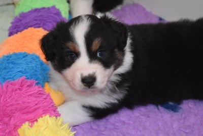 Les chiots de Berger Australien