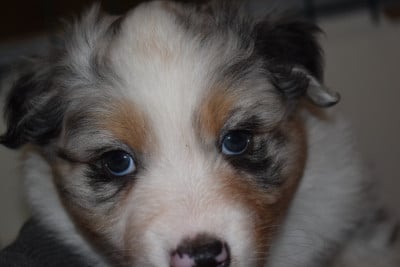 Les chiots de Berger Australien