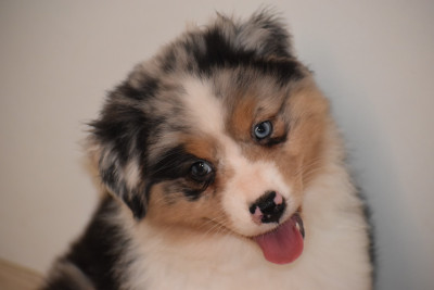 Les chiots de Berger Australien