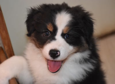 Les chiots de Berger Australien