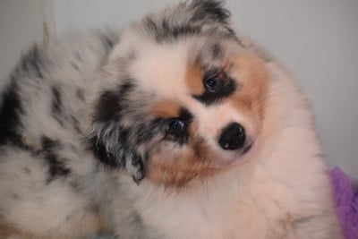 Les chiots de Berger Australien