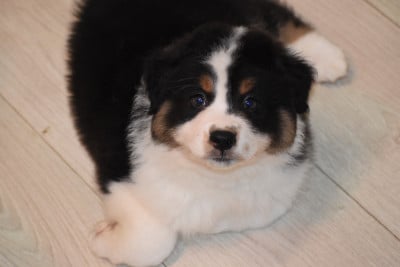 Les chiots de Berger Australien