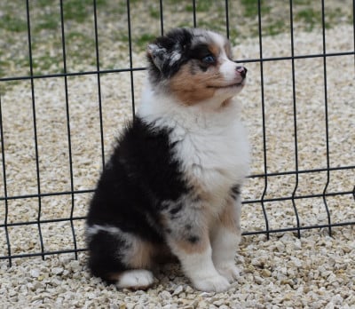 Les chiots de Berger Australien