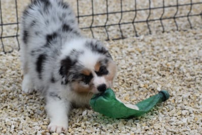 Les chiots de Berger Australien