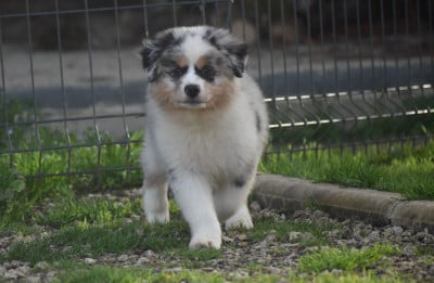 Les chiots de Berger Australien
