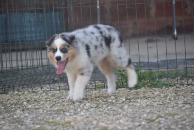 Les chiots de Berger Australien