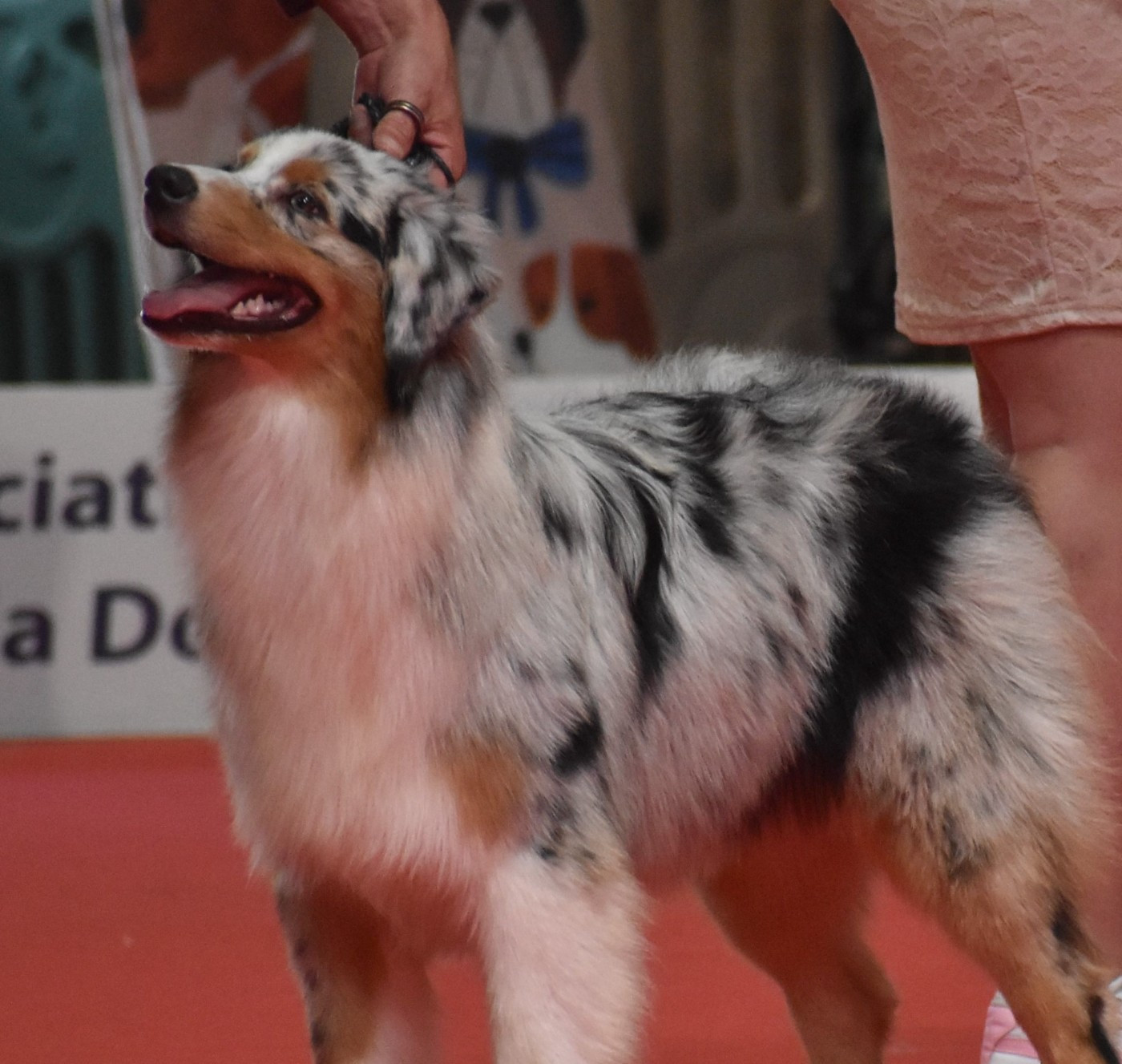 A Sign From Ice For Shelby Of Black Pearl Spirit - Classe Puppy - 1ère Très Prometteur - Meilleur Puppy