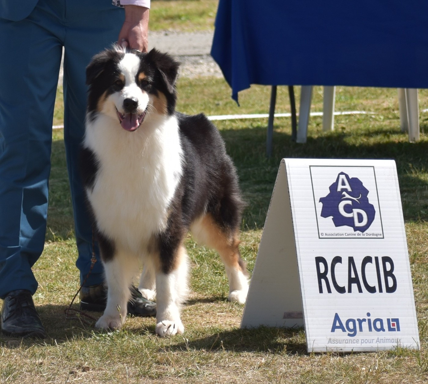 CH. Prada my sweet candy Of Black Pearl Spirit - Classe Champion - 2ème Excellent - RCACIB