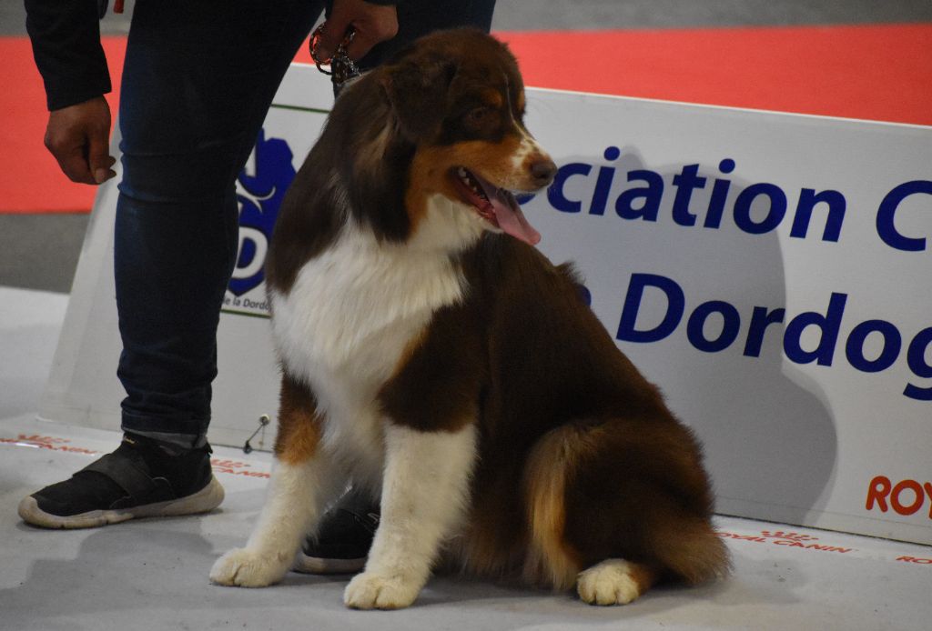 Paw patrol sky Of Black Pearl Spirit - 1er TRES PROMETTEUR