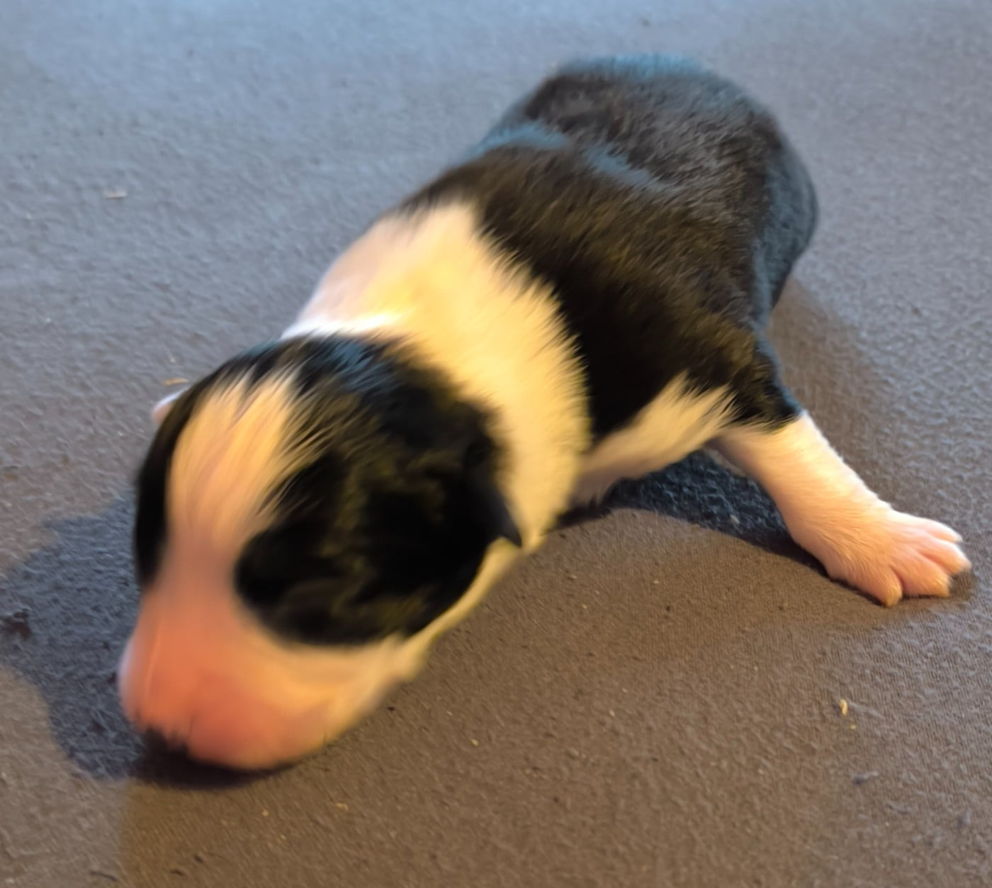 Berger Australien - Du Royaume d'Amasa 