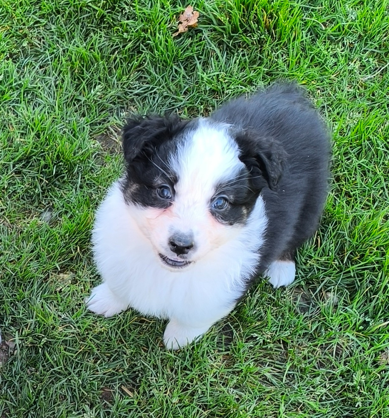 Bouba - Berger Australien