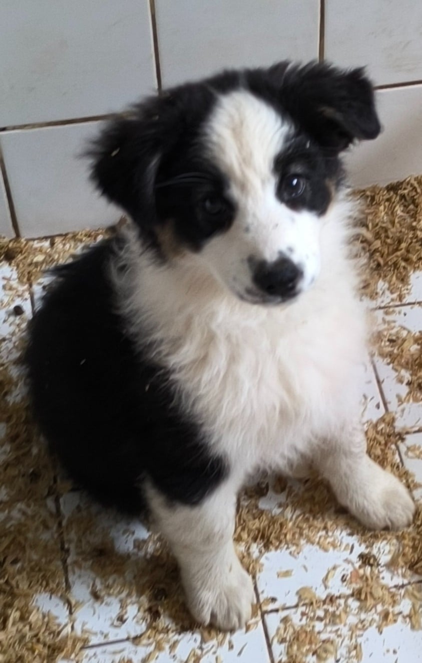 Berger Australien - Du Royaume d'Amasa 