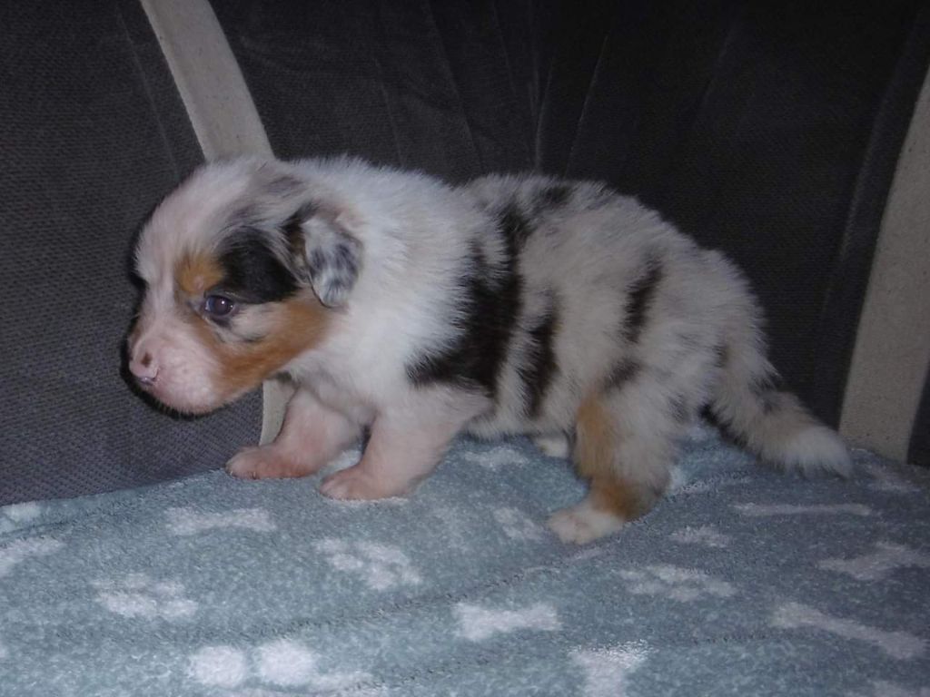 CHIOT - Berger Australien