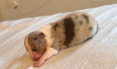 Les chiots de Berger Australien