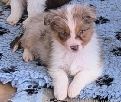 Les chiots de Berger Australien