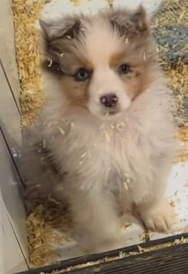 Les chiots de Berger Australien