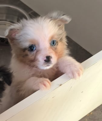 Les chiots de Berger Australien
