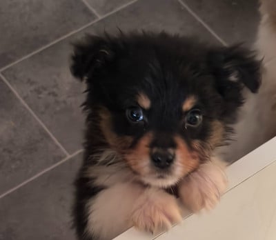 Les chiots de Berger Australien