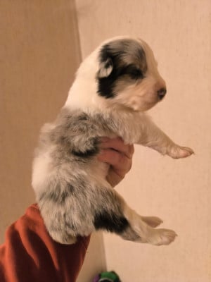 Les chiots de Berger Australien