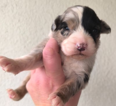 Les chiots de Berger Australien