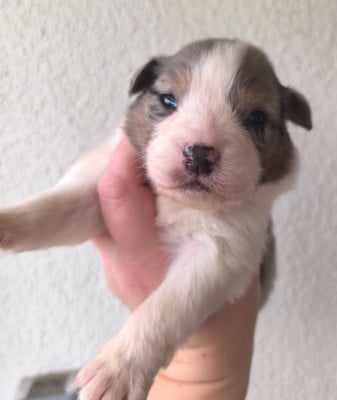 Les chiots de Berger Australien
