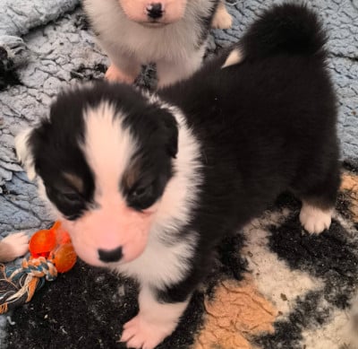 Les chiots de Berger Australien