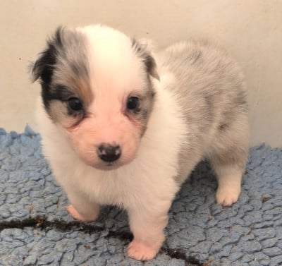Les chiots de Berger Australien