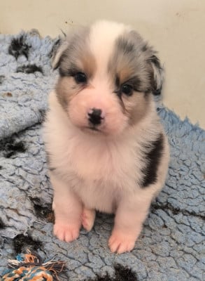 Les chiots de Berger Australien
