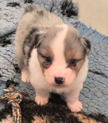 Les chiots de Berger Australien