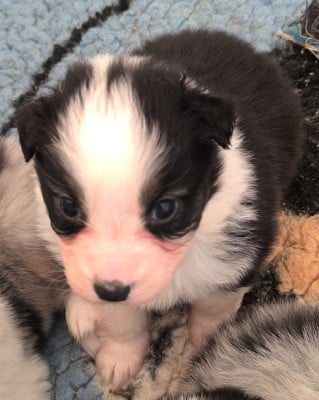 Les chiots de Berger Australien