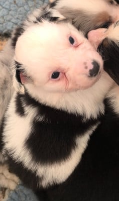 Les chiots de Berger Australien