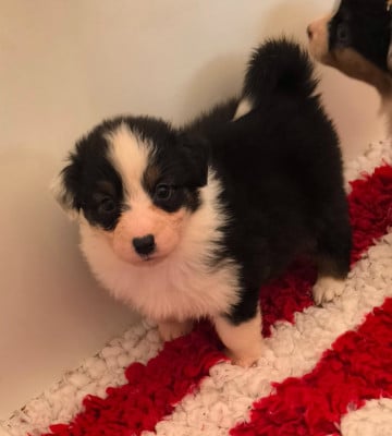 Les chiots de Berger Australien