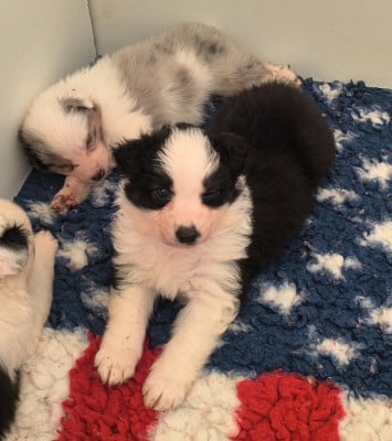 Les chiots de Berger Australien