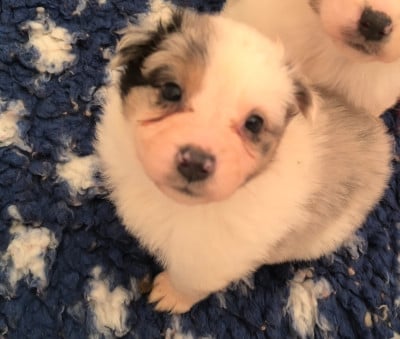 Les chiots de Berger Australien