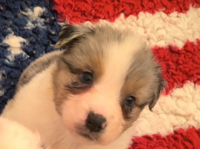 Les chiots de Berger Australien