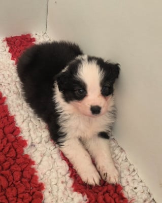 Les chiots de Berger Australien