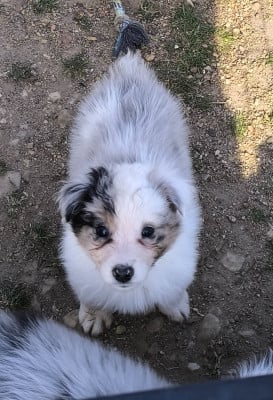 Les chiots de Berger Australien