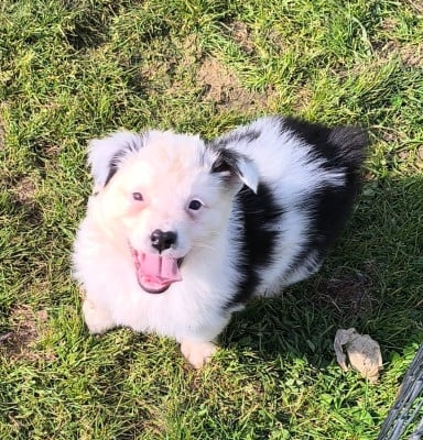 Les chiots de Berger Australien
