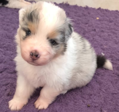 Les chiots de Berger Australien