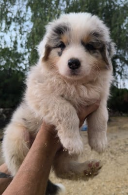 Les chiots de Berger Australien