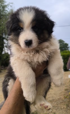 Les chiots de Berger Australien